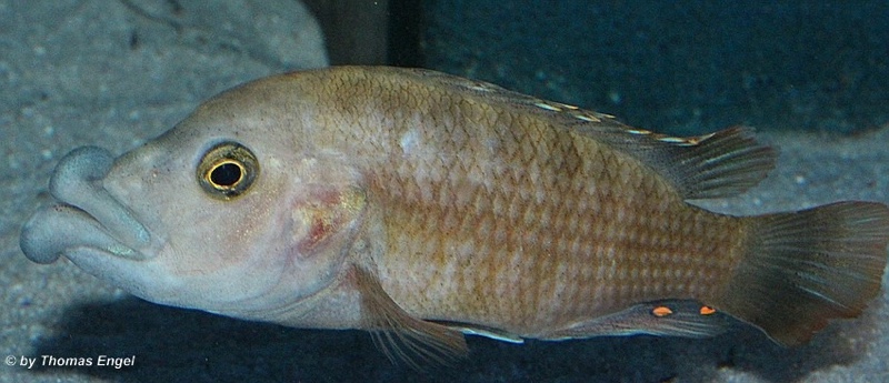 Abactochromis labrosus 'Mbenji Island'